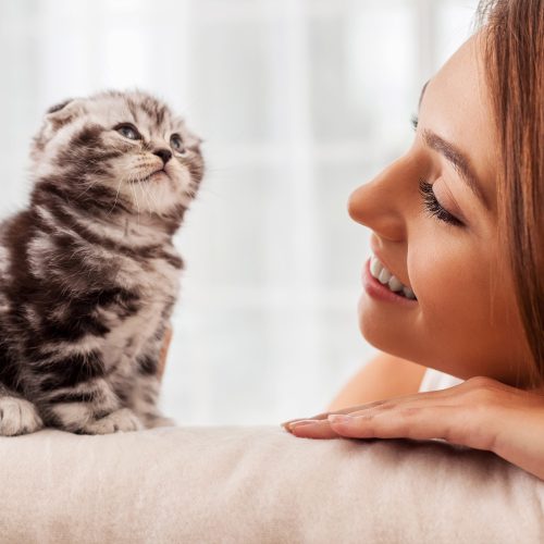 Kitten Care 101: Essential Tips for First-Time Cat Owners